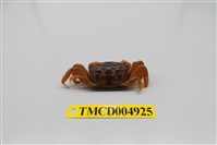 藏品(萬歲大眼蟹)的圖片